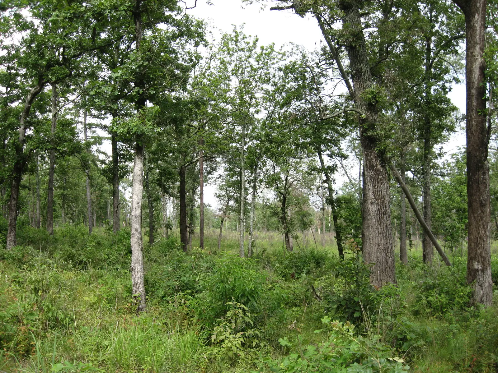 Savanna in the Catoosa Wildlife Management Area